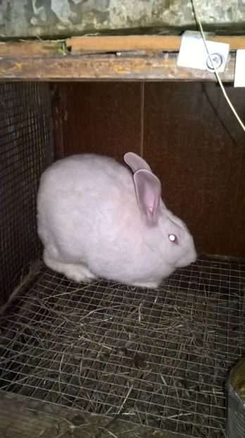  - a3-femela hycole nr 3 NADIA