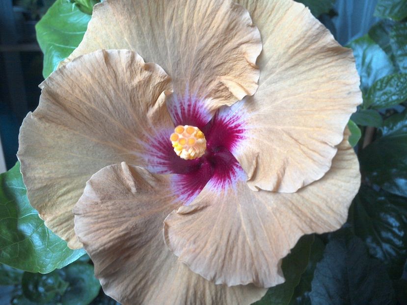 Tah.Dusky Star - 0Hibiscus in colectie infloriti