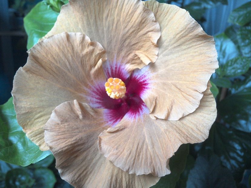 WIN_20170703_191743 - 0Hibiscus in colectie infloriti