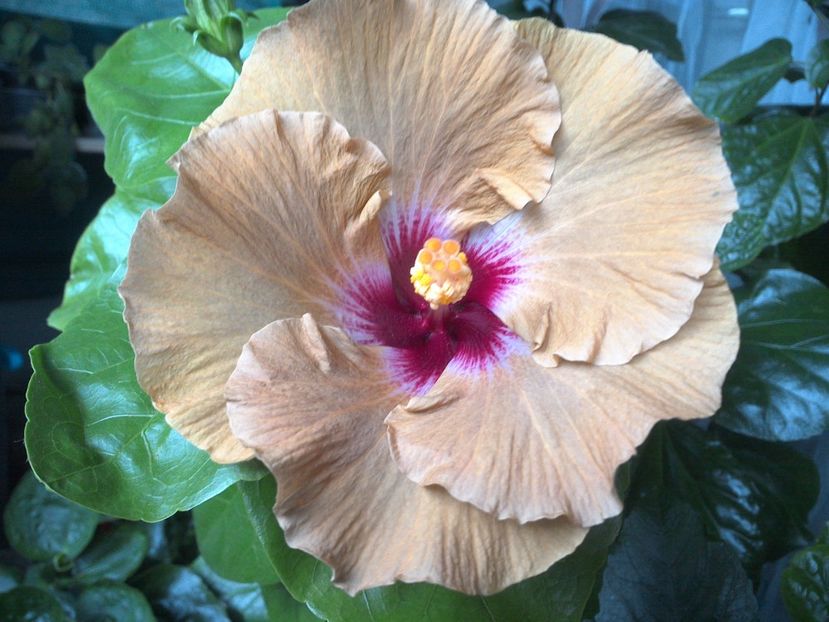 WIN_20170703_191614 - Tahitian Dusky Star