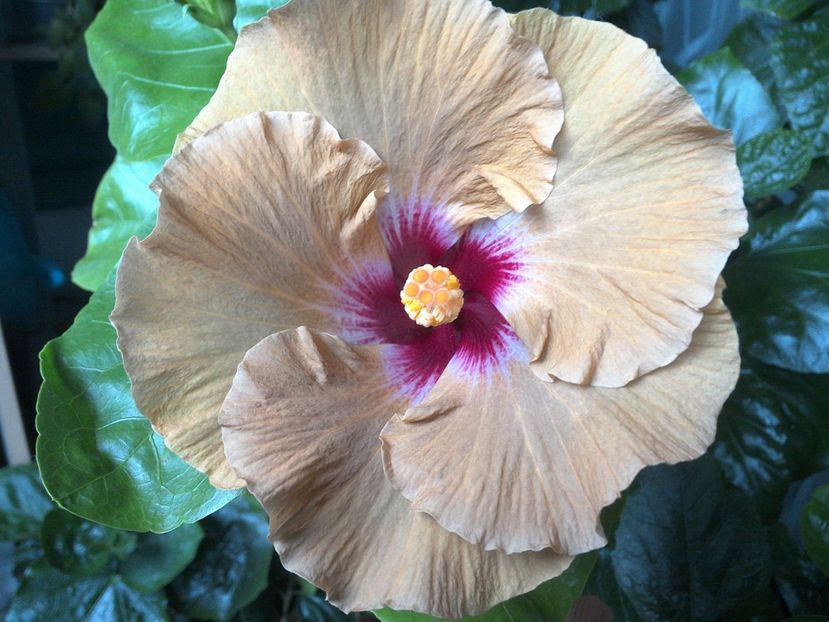 Tah.Dusky Star - 0Hibiscus in colectie infloriti