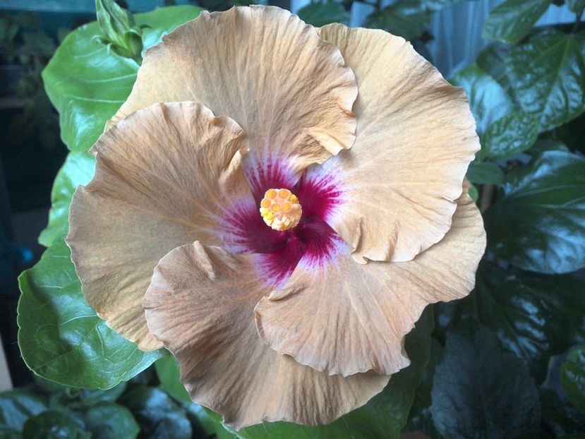 WIN_20170703_191714 - Tahitian Dusky Star