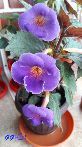 arleta blue - Arleta Blue