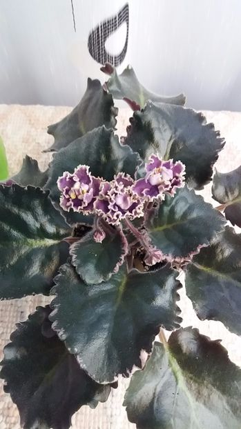 3 iulie - ZZ LE Pariszkije Tainy