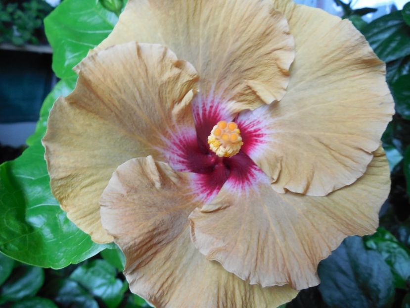  - Tahitian Dusky Star