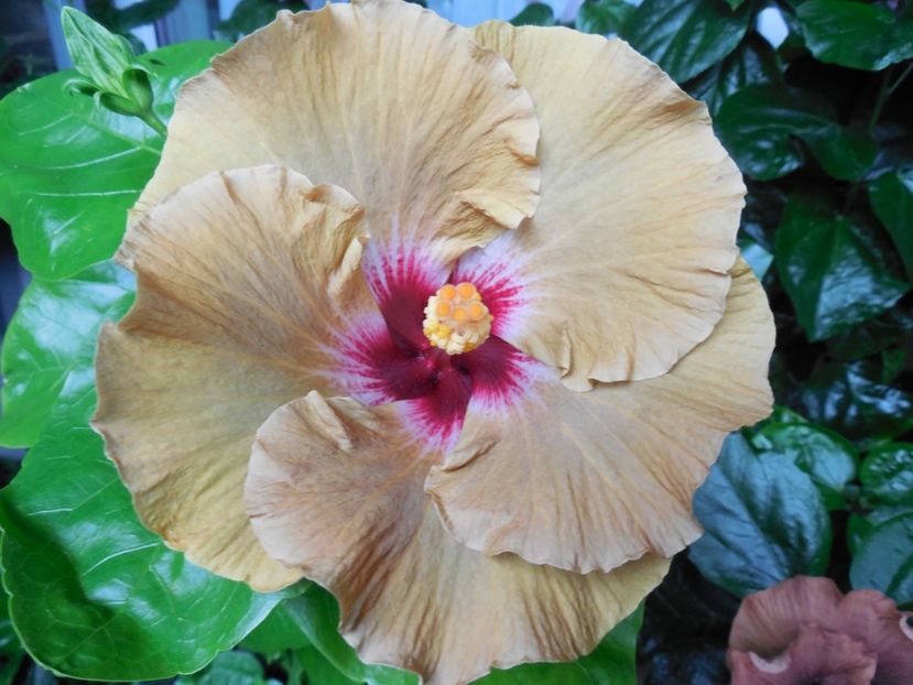  - Tahitian Dusky Star