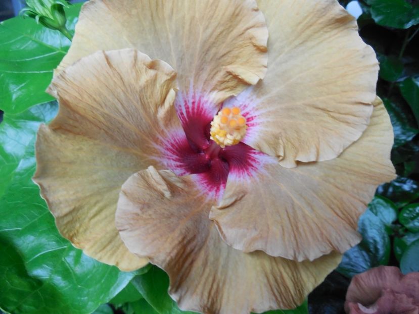  - Tahitian Dusky Star