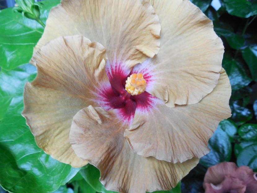  - Tahitian Dusky Star