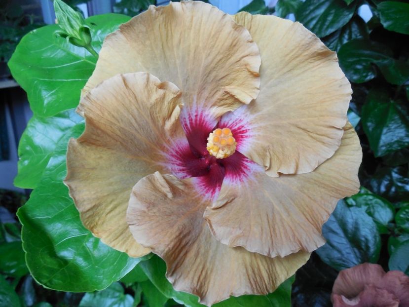  - Tahitian Dusky Star