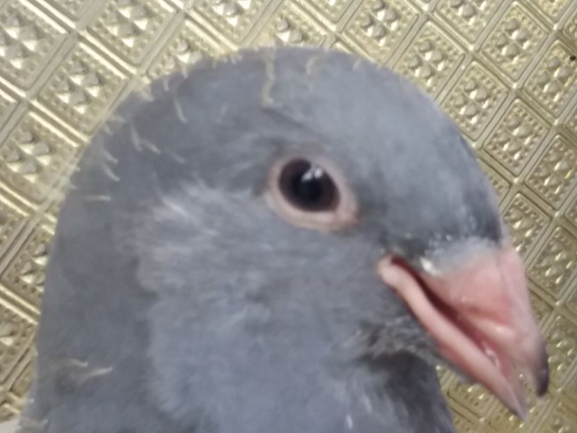  - 91-PUI 2017 PORUMBELUL SUPREM DRAGONII