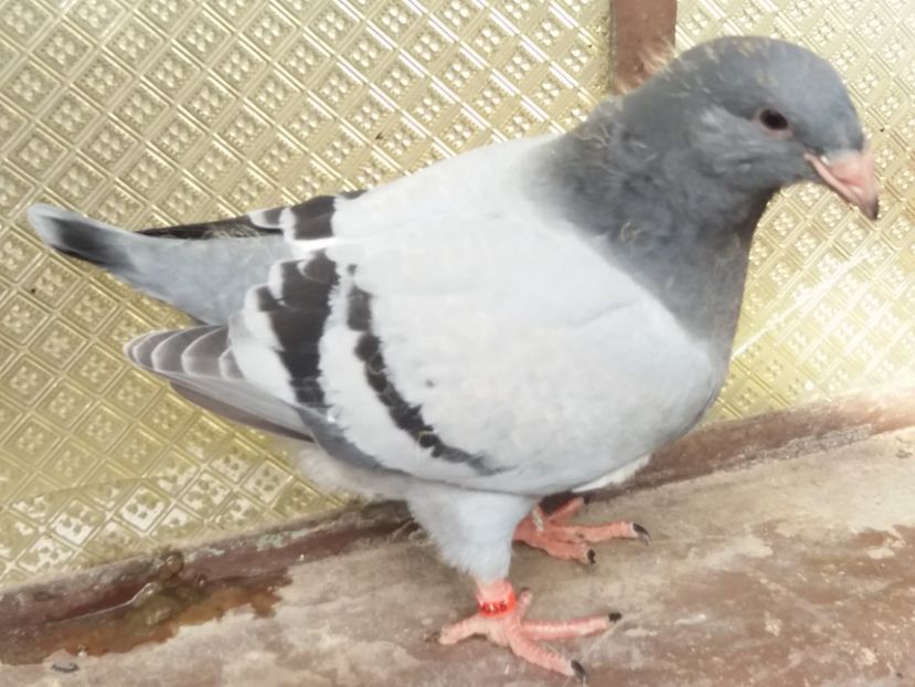  - 91-PUI 2017 PORUMBELUL SUPREM DRAGONII