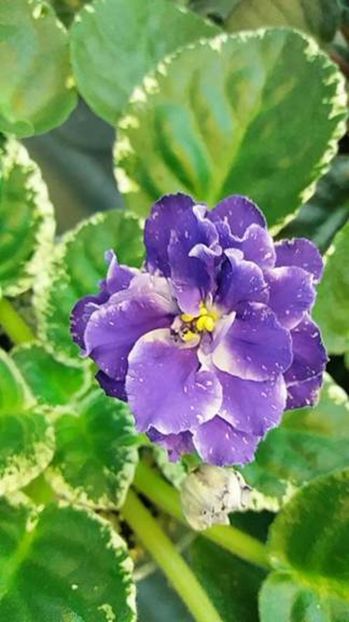 3 iulie - ZZ RS Figaro