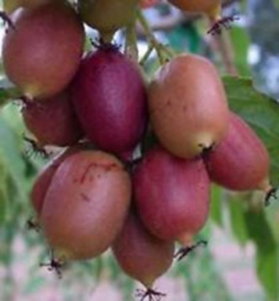 Ken's Red- kiwi roşu - 1 De vinzare plante