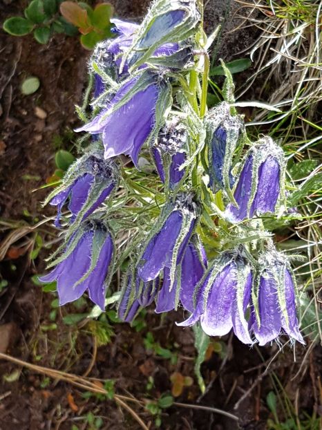 Din flora Pietrosului - Frumuseti din M-tii Calimani