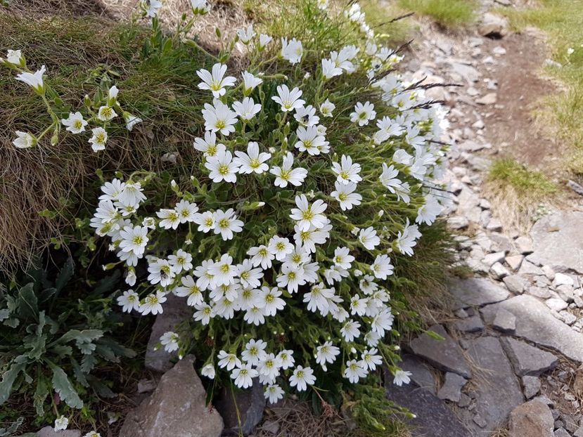  - Frumuseti din M-tii Calimani