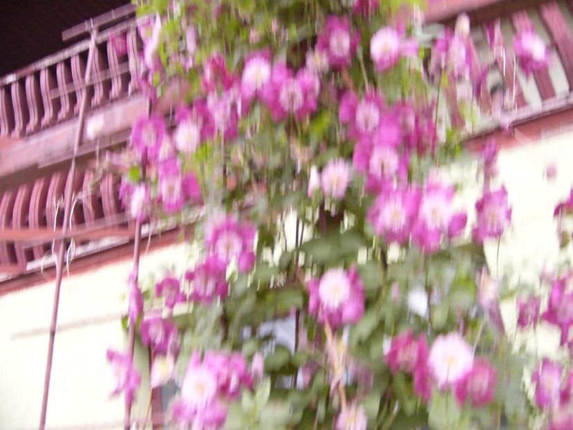 Clematis Avant-Garde - ANUL2017 IX