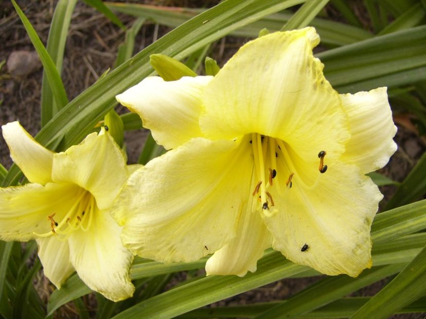 Hemerocallis Stella D,oro - ANUL2017 IX
