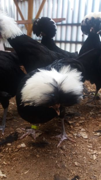  - tineret motata neagra cu mot alb 2017