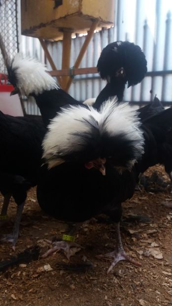  - tineret motata neagra cu mot alb 2017