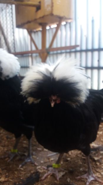  - tineret motata neagra cu mot alb 2017