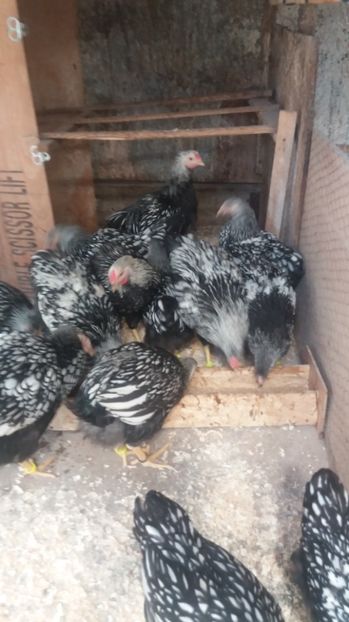  - Wyandotte argintiu tineret 2017