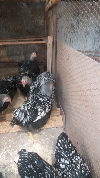  - Wyandotte argintiu tineret 2017