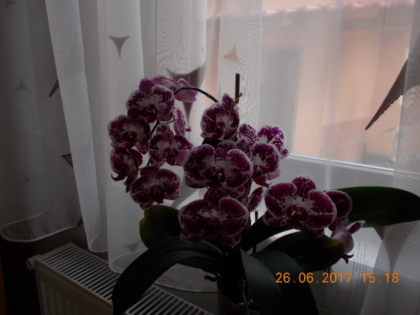  - Orhidee