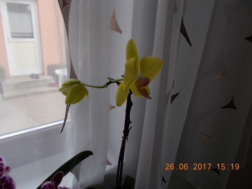  - Orhidee