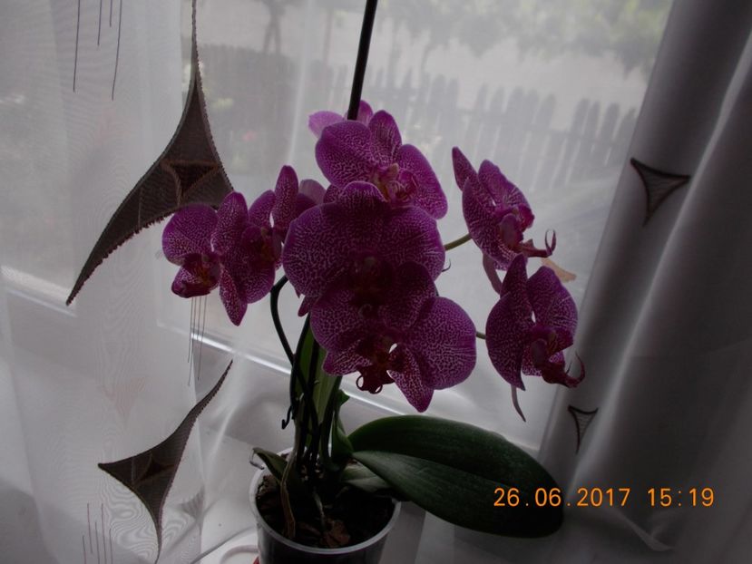  - Orhidee