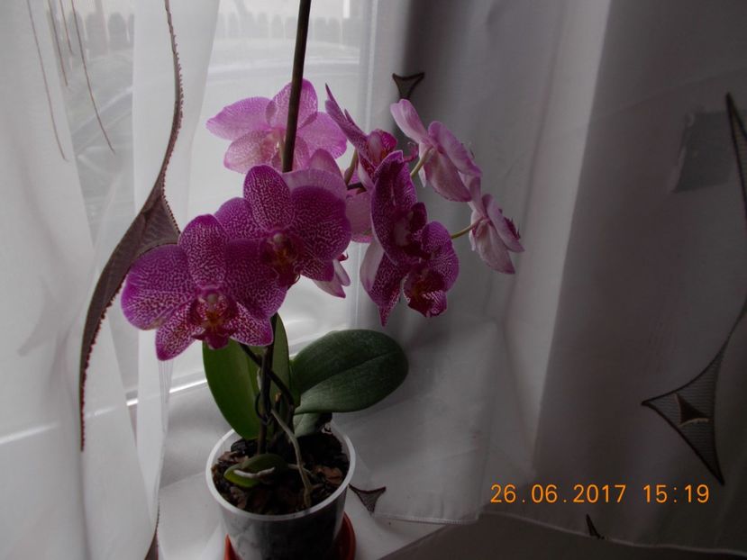  - Orhidee