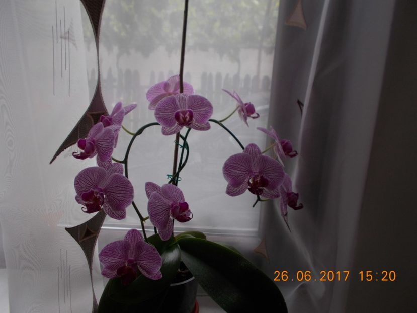  - Orhidee