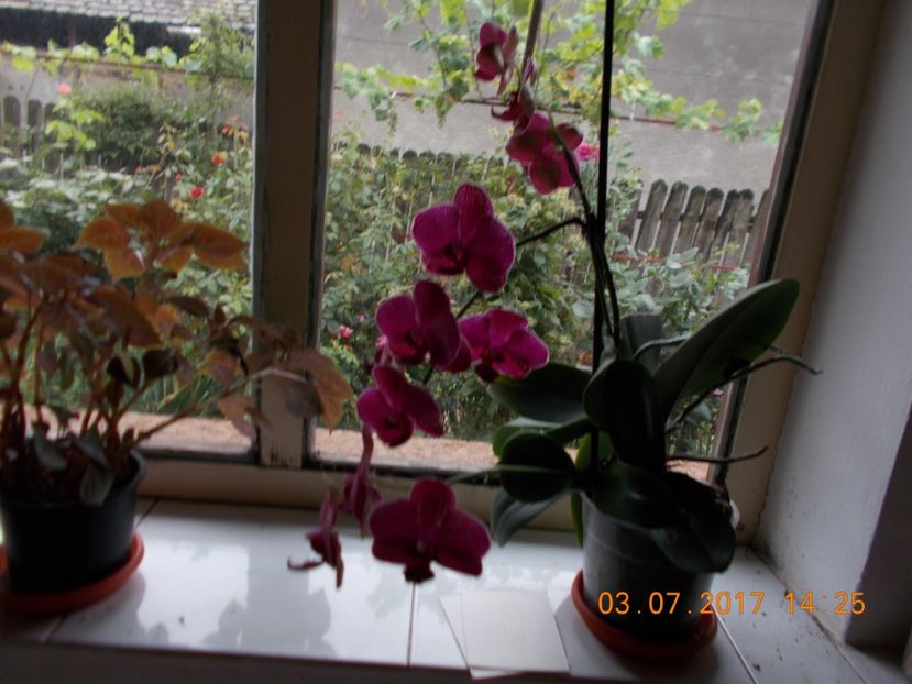  - Orhidee