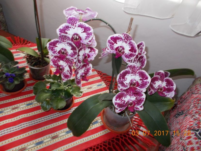  - Orhidee