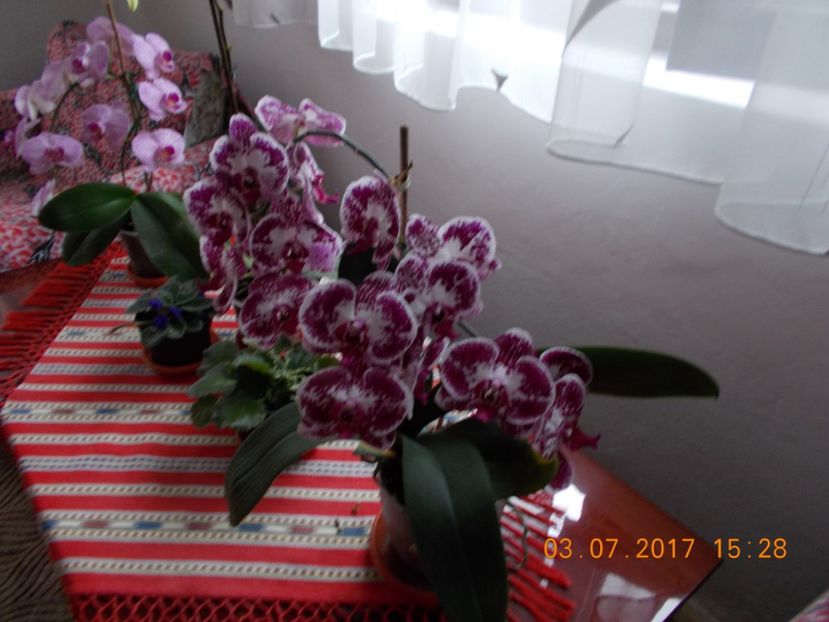  - Orhidee