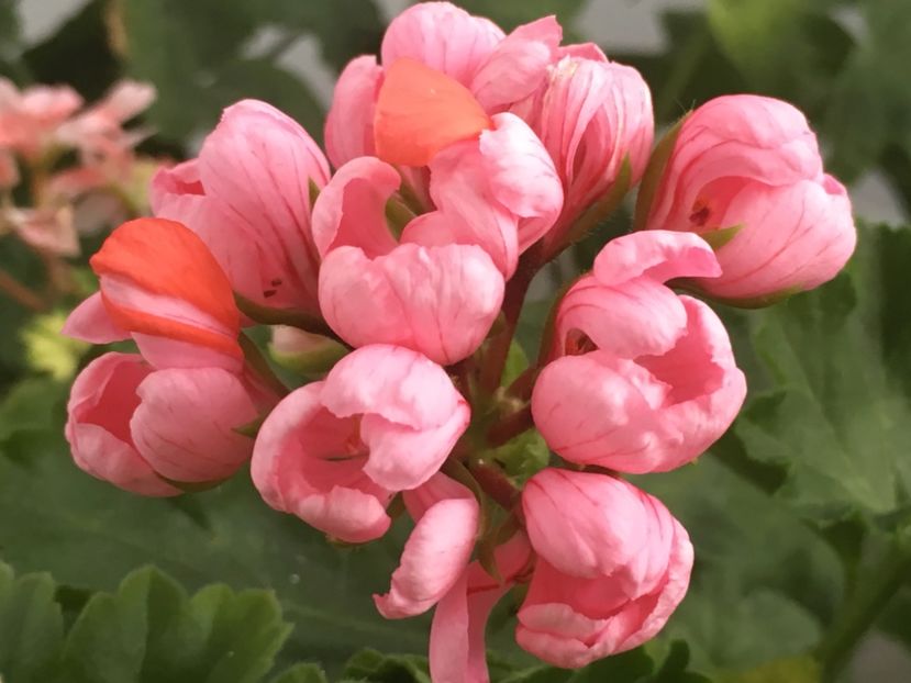 Pink Pandora - Muscate colectie