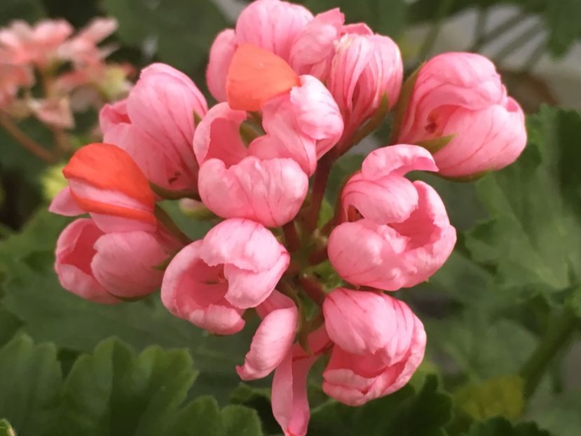 Pink Pandora - Muscate colectie