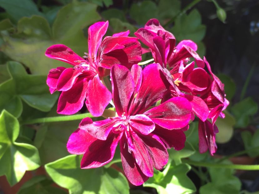 Contessa Purple - Muscate colectie