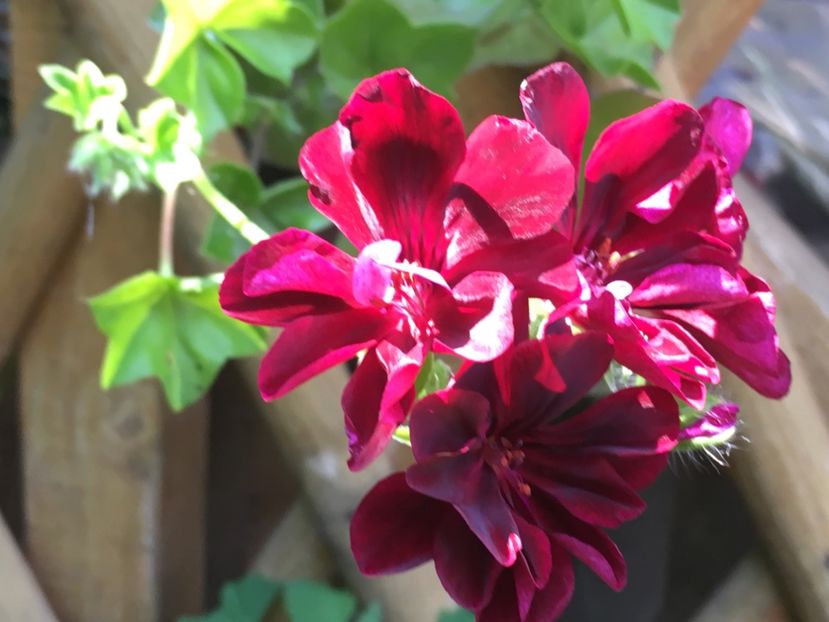 Contessa Purple - Muscate colectie