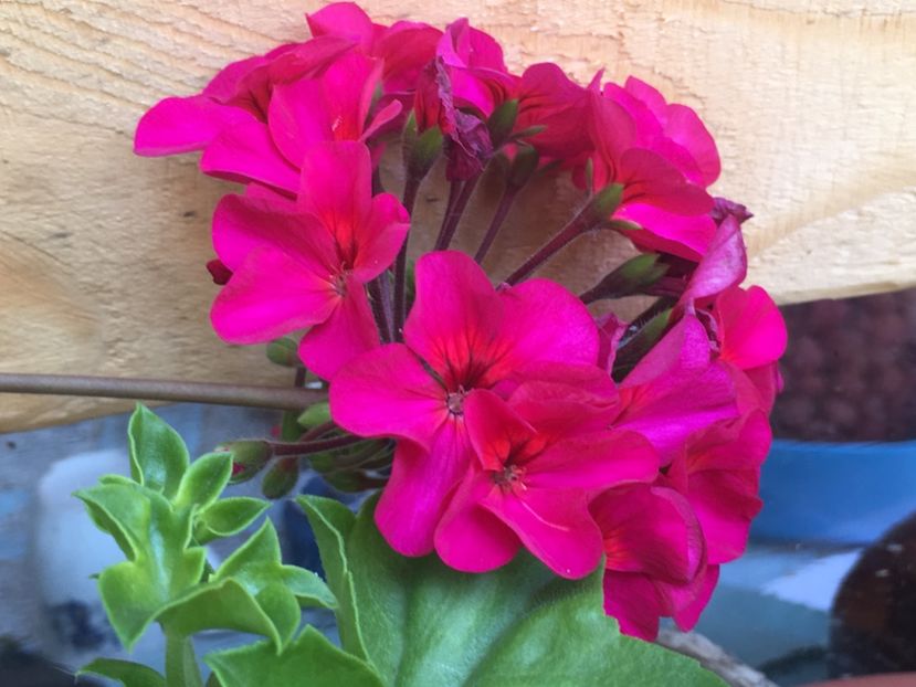 Purple Stars - Purple Stars