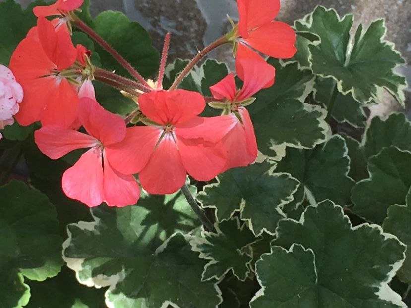 Platinum - Muscate colectie