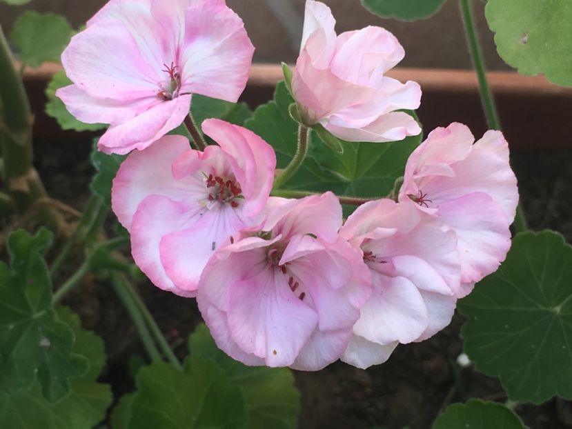 Alma - Muscate colectie