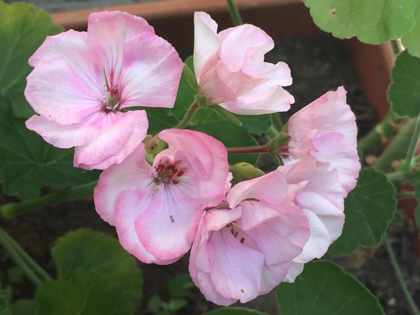 Alma - Muscate colectie