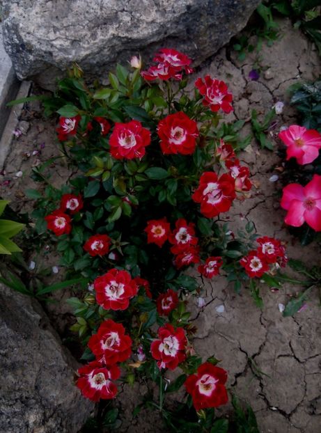 3 iulie 2017 - Little artist