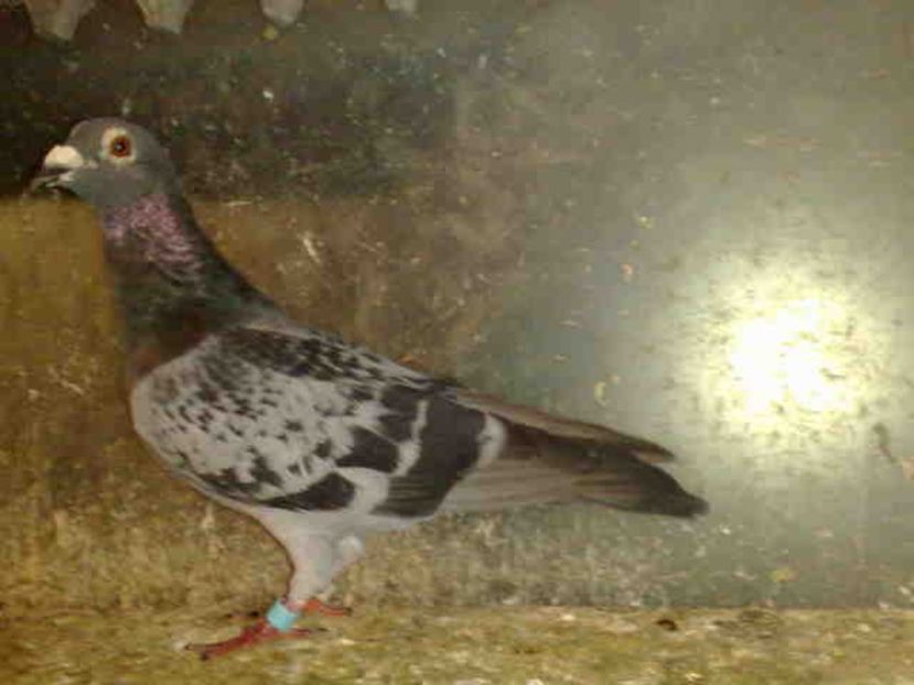 163-mascul - X-Porumbei vinduti