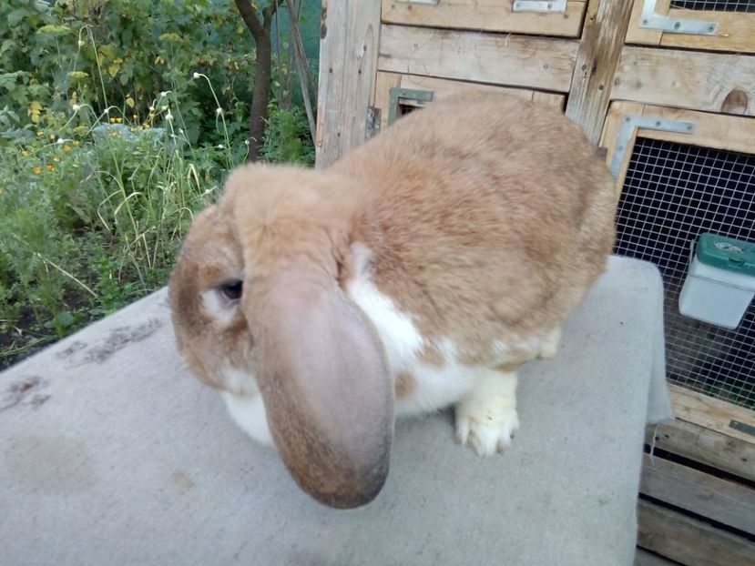  - ARHIVA IEPURI ce am avut câteva exemplare