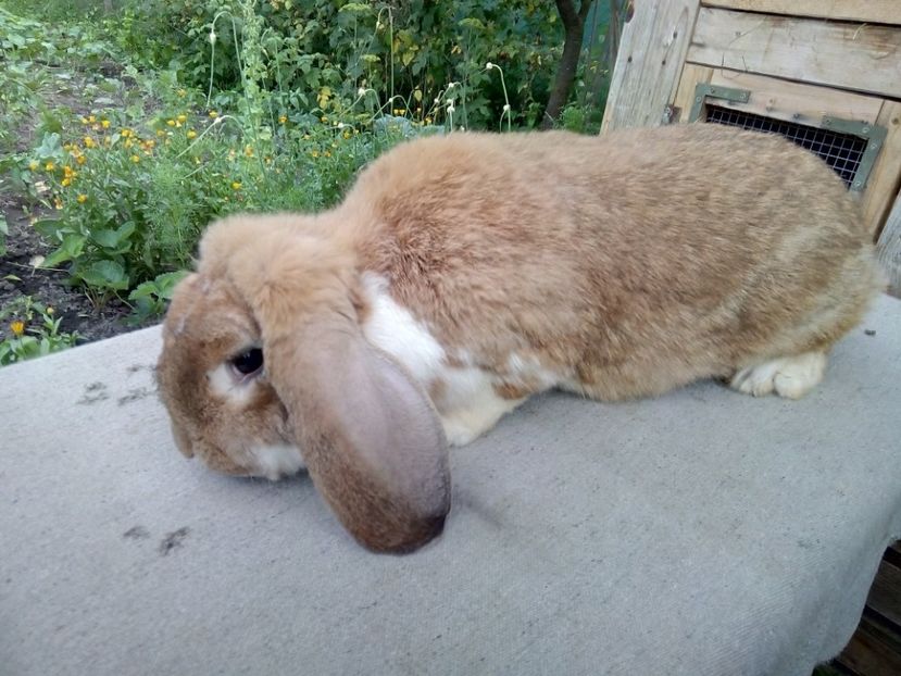  - ARHIVA IEPURI ce am avut câteva exemplare