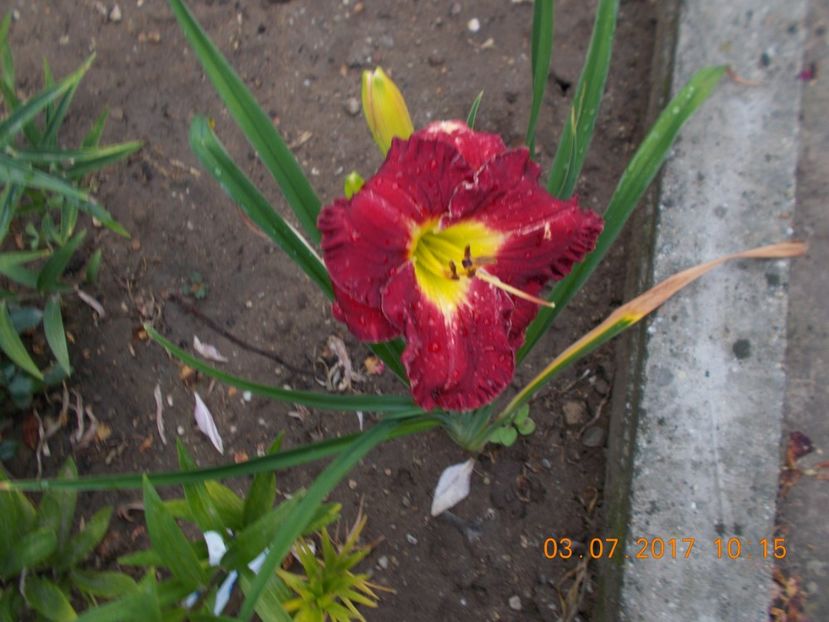 siloam paul wats - HEMEROCALLIS 2017