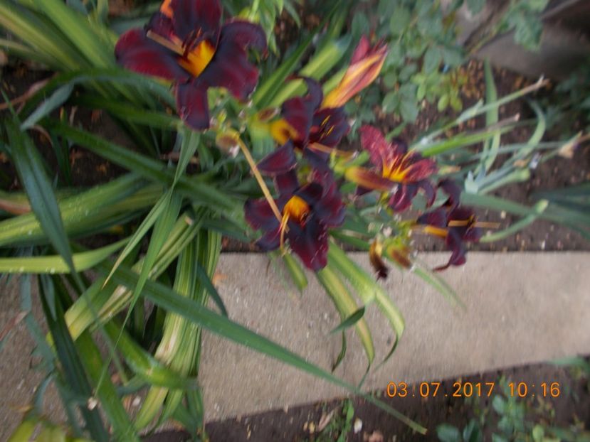  - HEMEROCALLIS 2017