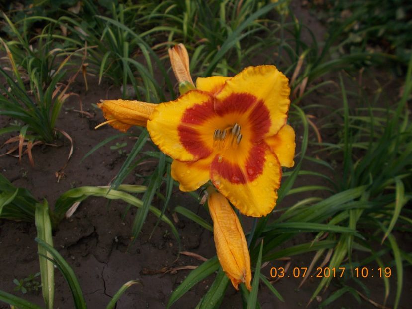 fooled me - HEMEROCALLIS 2017