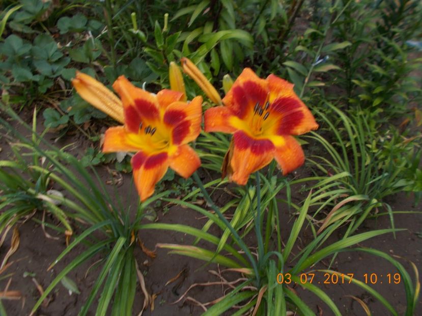 banditman - HEMEROCALLIS 2017